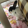 ハムちゃんとうさぎの里親急募 サムネイル3