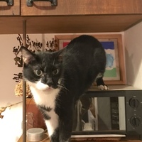 ジョイ