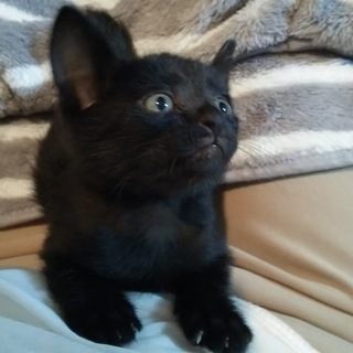 豚さんしっぽがキュート☆りょうちゃん