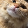 にゃたろ- さん