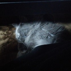 「ビオフェルミン最強説」サムネイル3