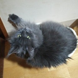 「ビオフェルミン最強説」サムネイル1