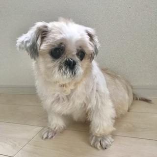 女の子シーズー里親募集