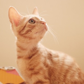 【医療済】天真爛漫で元気いっぱい♪ティガーくん