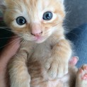 子猫ちゃん3匹です！/交渉中につき、保留中です！