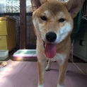 柴犬欲しい方！