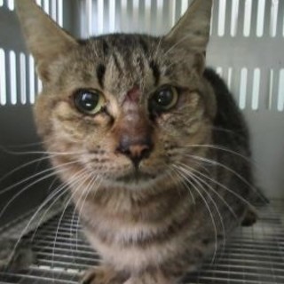 落ち着いた印象のキジ　10/24期限