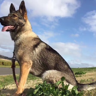 優しいシェパードです