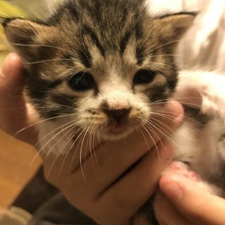 白黒キジトラの男の子(^O^)