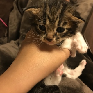 白黒キジトラの男の子(^O^)