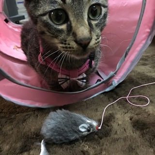 札幌、苫小牧、日高エリア近郊で募集中です！