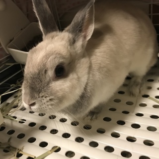 可愛いお顔のウサギさん(^O^)