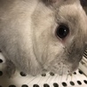 可愛いお顔のウサギさん(^O^) サムネイル2