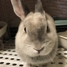 可愛いお顔のウサギさん(^O^) サムネイル3