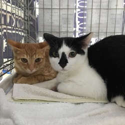 譲渡会から幸せなおうちへ