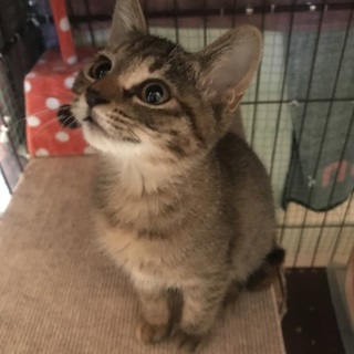 ☆むぎわら猫キジ猫☆仮名いなほ♀☆