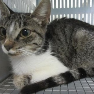 おっとりな甘えんぼう　10/24期限