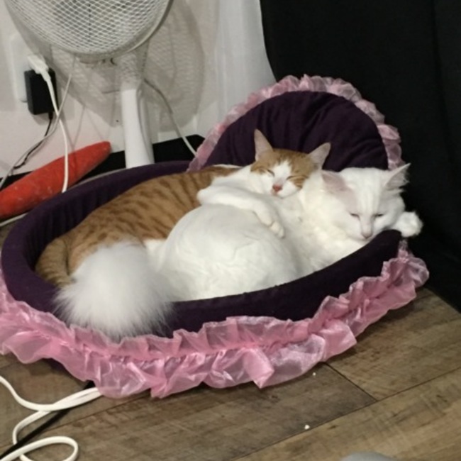 よっちゃん79のカバー写真