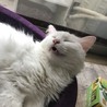 よっちゃん79