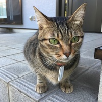 マロングラッセ