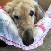 シナモンクッキー