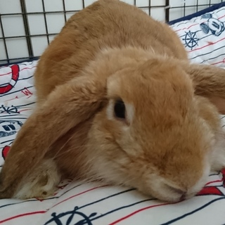 保護うさぎ/145ワフフ