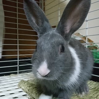 保護うさぎ/154みぞれ