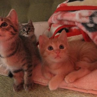 早期不妊去勢手術済みの可愛い３兄妹