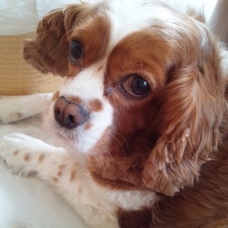 「キャバリア・キング・チャールズ・スパニエル」です