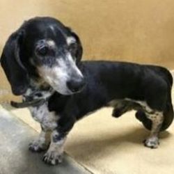 会陰ヘルニアについて