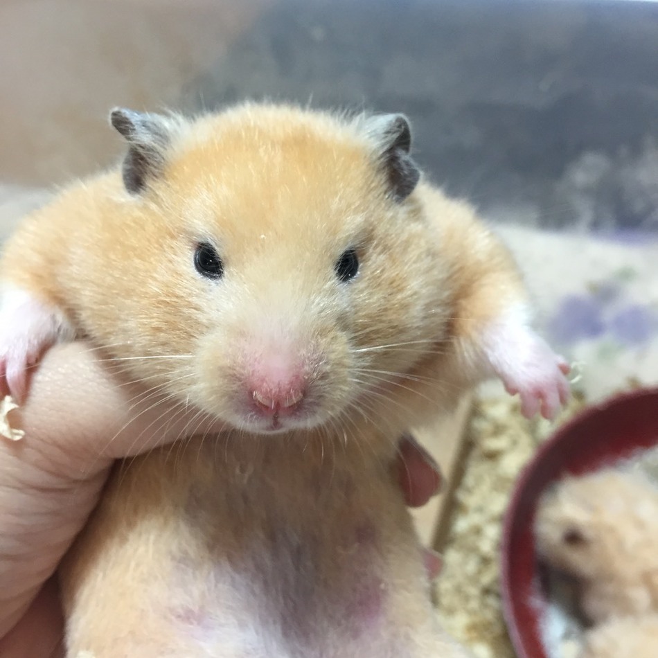 つるこのカバー写真