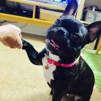 はなび