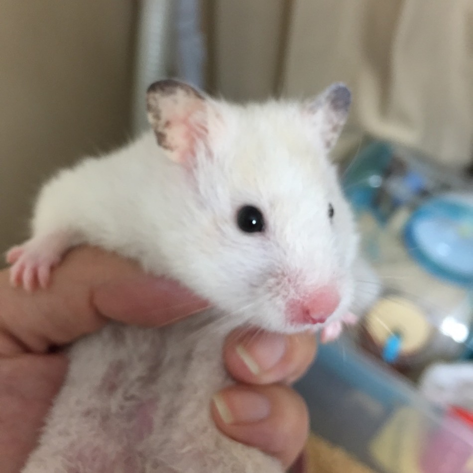 ぶぶちゃんのカバー写真