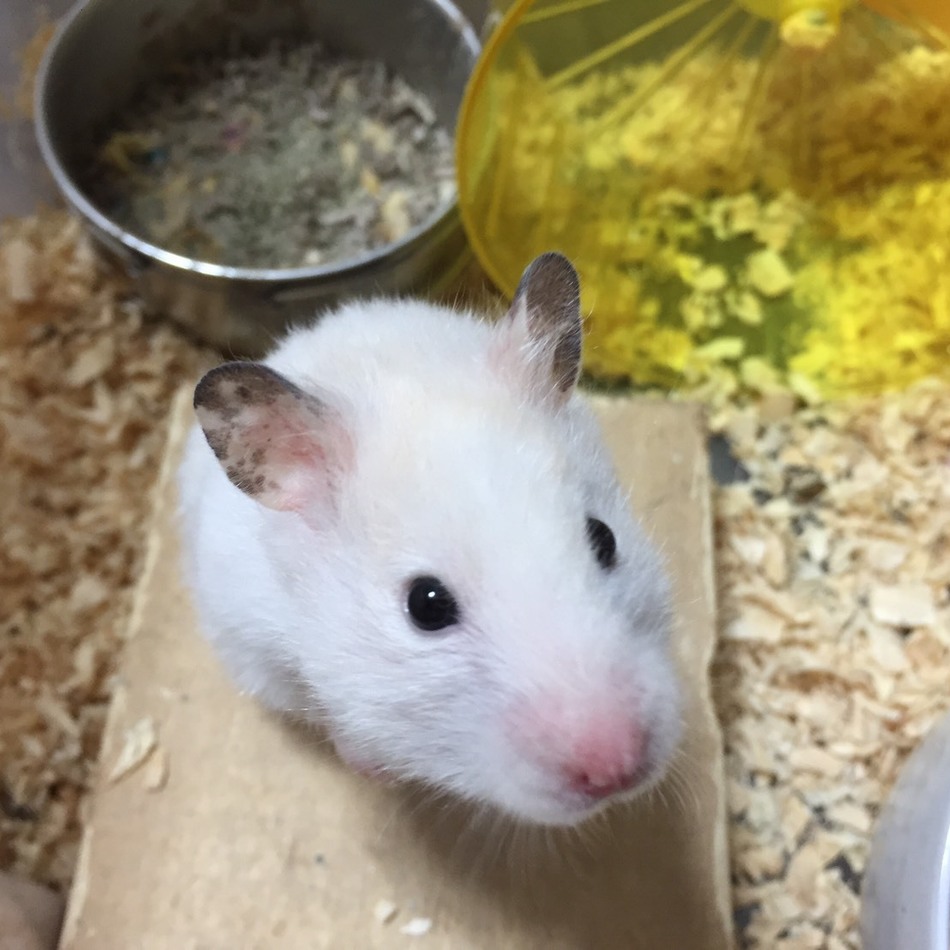 ちびのカバー写真