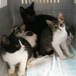 10月21日(土)に愛知県豊川市で猫の譲渡会！