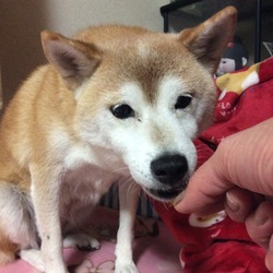 お初(*´ω｀*)手作りおやつ("⌒∇⌒")