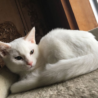 白くて腕白男子「も吉」