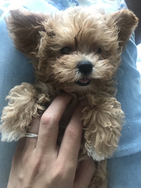 トイプードルとマルチーズ 愛知県 犬の里親募集 1946 ペットのおうち 月間利用者150万人