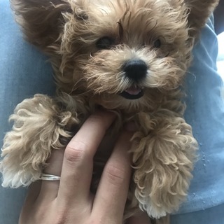 トイプードルとマルチーズチワワのミックス