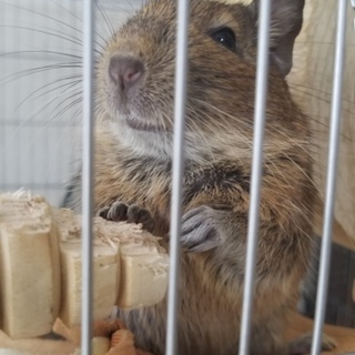 デグー夫婦＆子供達