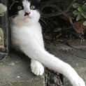 2017.5月生まれ里親募集