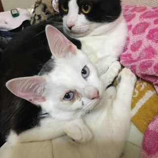 助けてあげてください。