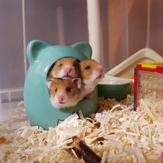 ゴルデンハムスターキングマの里親募集！