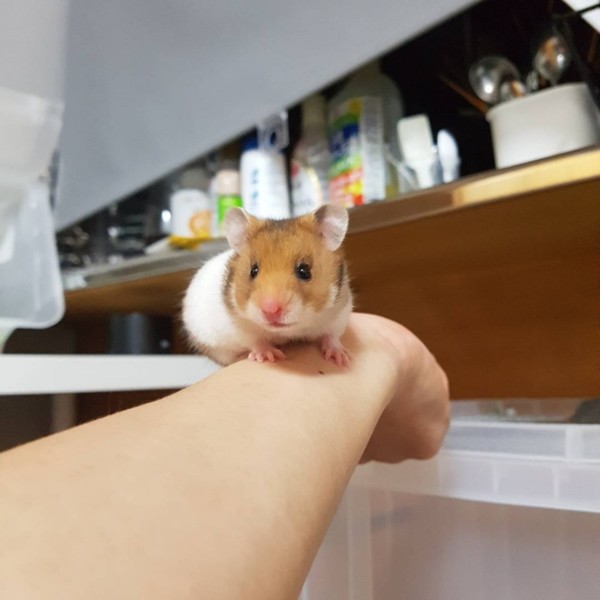 ゴルデンハムスターキング 山口県 小動物の里親募集 1740 ペットのおうち 月間利用者150万人