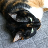 の写真