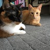 の写真