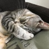 の写真