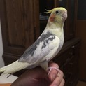 ★募集一旦停止★オカメインコ