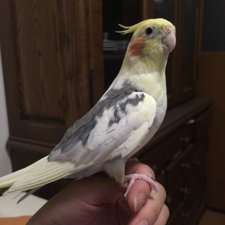 ★募集一旦停止★オカメインコ