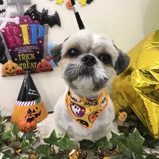 元気で愉快でたくましいシーズー豆太郎